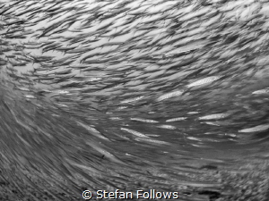 Hysteria ... ! Chevron Barracuda - Sphyraena qenie. Sail ... by Stefan Follows 